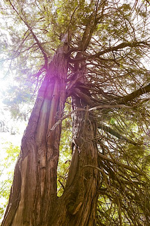 Four Ways to Say Cedar Tree