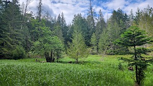 40 Acres of Salt Spring Island Shoreline Protected Forever