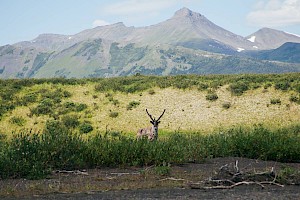 Researchers Make One of World’s Larger Dinosaur Fossil Discoveries in Spatsizi Park