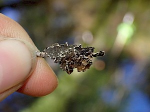 BC Parks iNaturalist Observations Lead to Conservation Triumphs