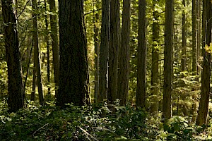 BC Parks Foundation Donors Protect Old Growth Adjacent to ȽÁU,WELNEW / John Dean Park