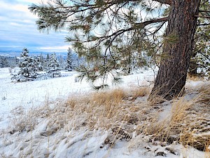 BC Parks Foundation Announces Crowdfunding Initiative for Juniper Ridge Area