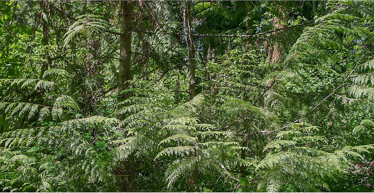Cedar