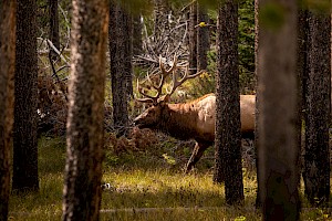 BC Conservation Fund Gets Rolling