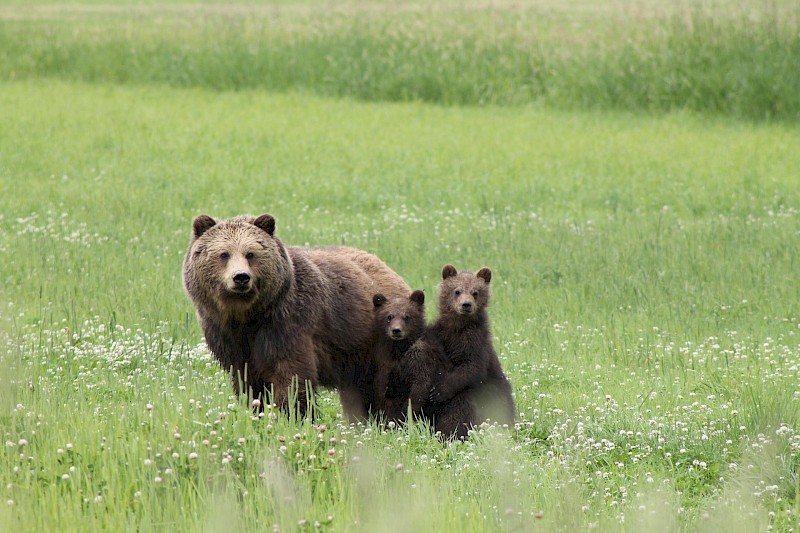 Pemberton Meadows