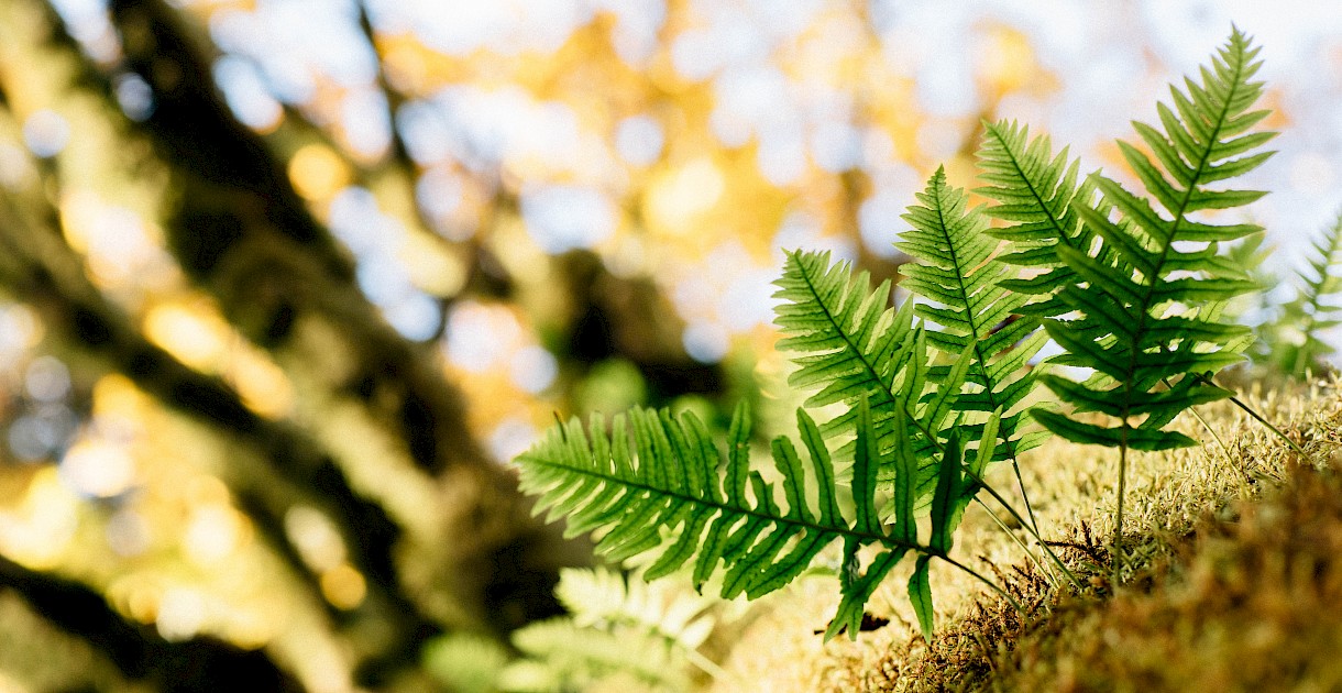 Licorice Fern