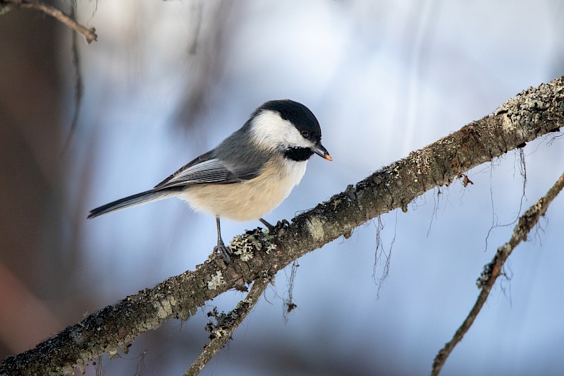 chickadee