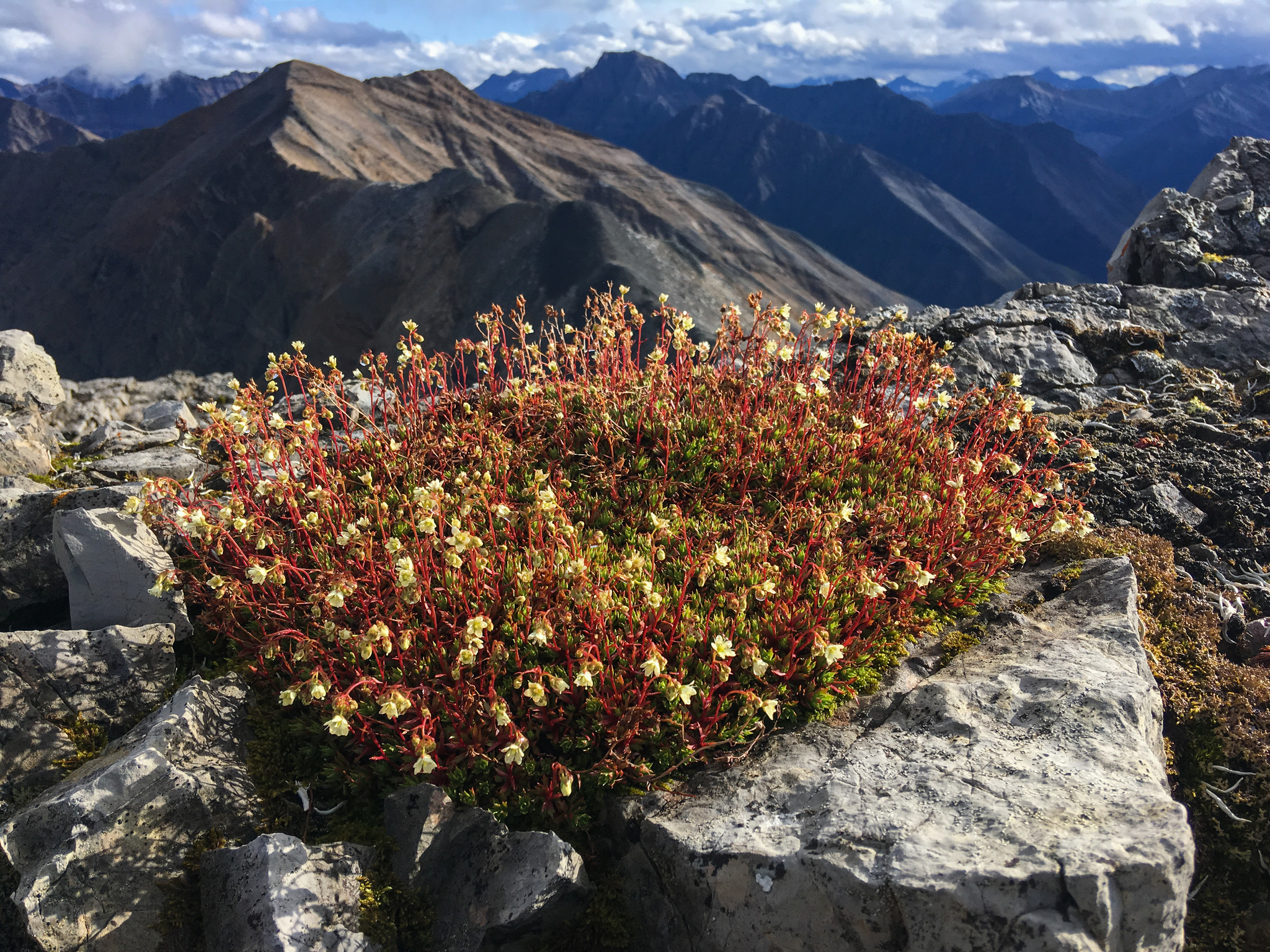 saxifraga