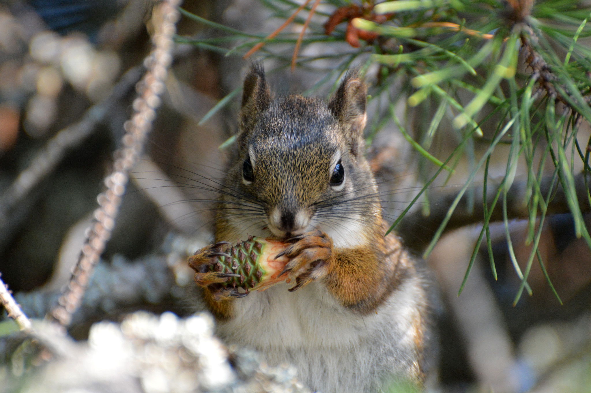 squirrel